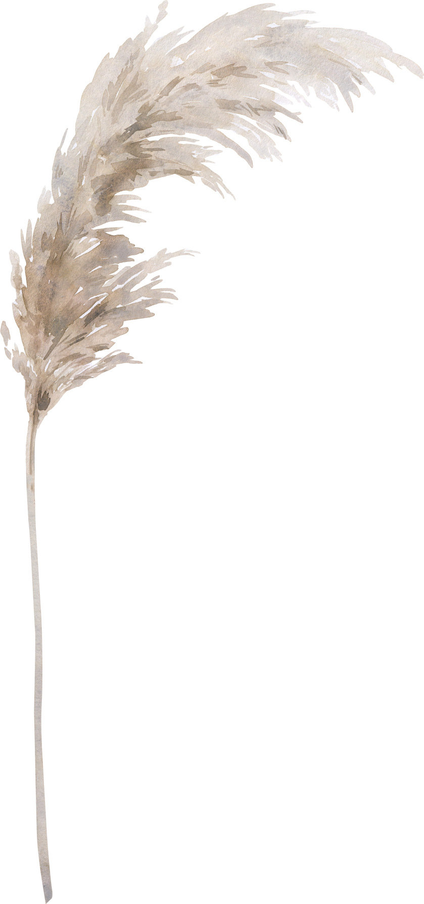 Watercolor Pampas Grass floral  neutral beige